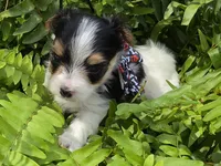 ABNER & BUBBLES TINY BOY, a male Morkie for sale in Bowling Green, KY – 9 of 10
