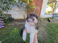 WRYN TOY SCHNOODLE GIRL, a female Schnoodle for sale in Bowling Green, KY – 8 of 10