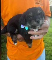 DARLING DOLL YORKIPOO, a female Yorkipoo for sale in Bowling Green, KY – 3 of 4