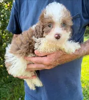 HANDSOME MERLE BOY, a male Schnoodle for sale in Bowling Green, KY – 3 of 5