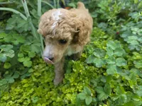PARASOL LIGHT RED, a female Poodle - Miniature  for sale in Bowling Green, KY – 5 of 10