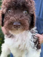 DARK CHOCOLATE PARTI, a male Schnoodle for sale in Bowling Green, KY – 4 of 4