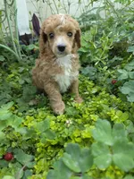 PARASOL LIGHT RED, a female Poodle - Miniature  for sale in Bowling Green, KY – 7 of 10