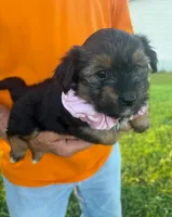FUZZY LUVVY YORKIPOO, a female Yorkipoo for sale in Bowling Green, KY – 5 of 5