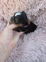 PAGEANT YORKIPOO GIRL, a female Yorkipoo for sale in Bowling Green, KY – 8 of 10