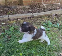 WRYN TOY SCHNOODLE GIRL, a female Schnoodle for sale in Bowling Green, KY – 3 of 10