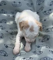 APRICOT MERLE PARTI BOY, a male Schnoodle for sale in Bowling Green, KY – 8 of 8