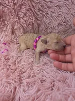 RENEE MINIATURE CREAM GIRL, a female Poodle - Miniature  for sale in Bowling Green, KY – 1 of 7