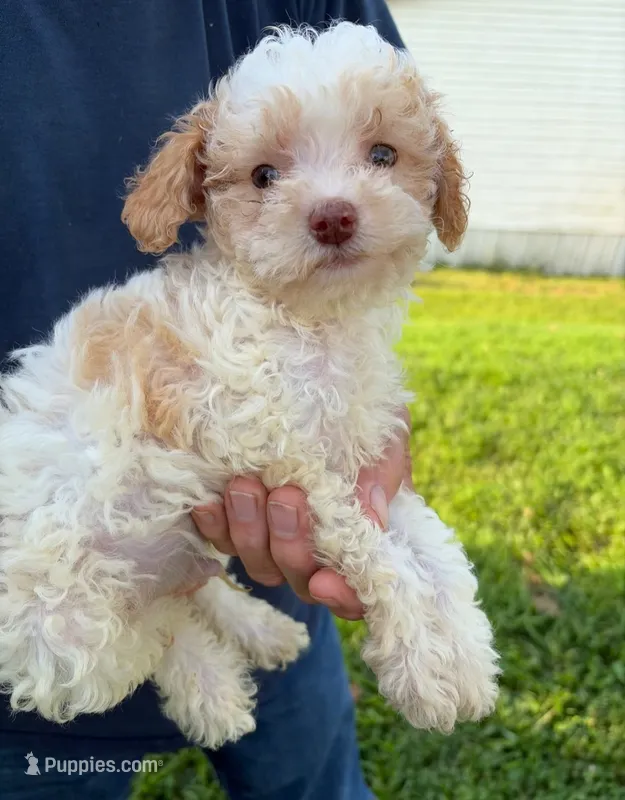 APRICOT MERLE PARTI BOY – Schnoodle puppy for sale in Bowling Green, KY