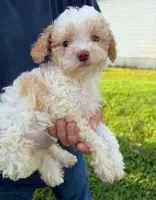 APRICOT MERLE PARTI BOY, a male Schnoodle for sale in Bowling Green, KY – 1 of 3