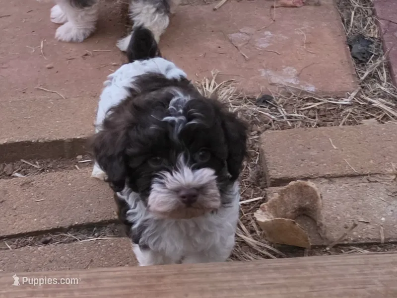 TIPPER CHOCOLATE PARTI BOY – Schnoodle puppy for sale in Bowling Green, KY