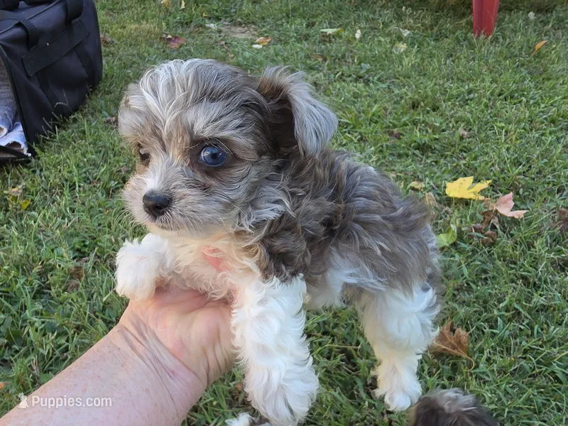 GRACE BLUE PARTI YORKIPOO – Yorkipoo puppy for sale in Bowling Green, KY