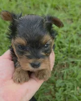 PATTEN YORKIPOO MALE, a male Yorkipoo for sale in Bowling Green, KY – 3 of 10