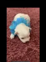 Shawn, a male Maltese for sale in Bowling Green, KY – 7 of 7