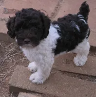 TENSLEY CHOCOLATE PARTI GIRL, a female Schnoodle for sale in Bowling Green, KY – 4 of 5