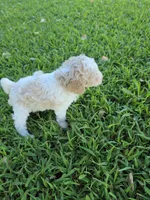 PENELOPE BLUE EYED MINI MERLE, a female Poodle - Miniature  for sale in Bowling Green, KY – 2 of 7