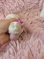 Padigan, a female Poodle - Miniature  for sale in Bowling Green, KY – 10 of 10