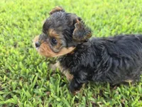PRESLEY YORKIPOO BOY, a male Yorkipoo for sale in Bowling Green, KY – 6 of 8