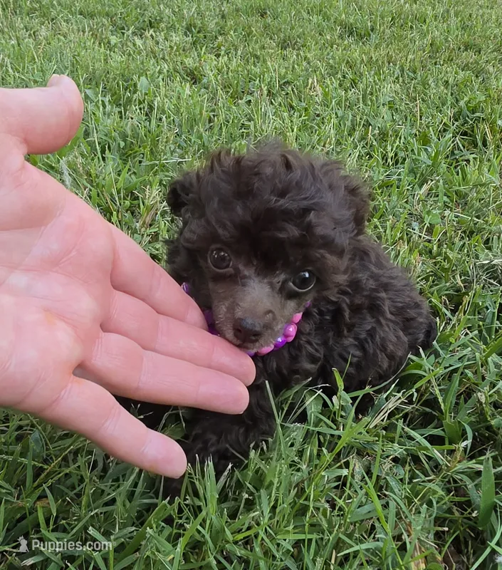 KAYLEE TEACUP POODLE – Poodle - Toy  puppy for sale in Bowling Green, KY