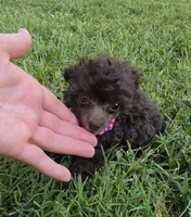 KAYLEE TEACUP POODLE, a female Poodle - Toy  for sale in Bowling Green, KY – 1 of 10