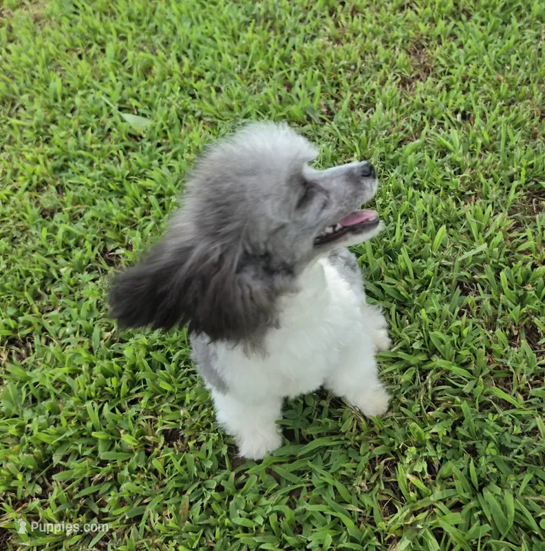 HARMONY SILVER PARTI GIRL – Poodle - Toy  puppy for sale in Bowling Green, KY