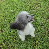 HARMONY SILVER PARTI GIRL, a female Poodle - Toy  for sale in Bowling Green, KY – 3 of 10