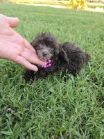KAYLEE TEACUP POODLE, a female Poodle - Toy  for sale in Bowling Green, KY – 9 of 10