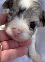 STUNNING MERLE GIRL, a female Schnoodle for sale in Bowling Green, KY – 1 of 8
