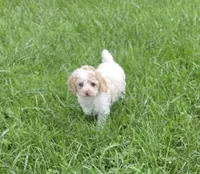 SAFFRON BLUE EYED MINI MERLE, a female Poodle - Miniature  for sale in Bowling Green, KY – 4 of 10