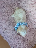 Padigan APRICOT MERLE, a female Poodle - Miniature  for sale in Bowling Green, KY – 6 of 10