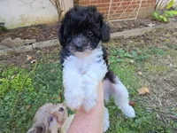 WIXBY TINY PARTI SCHNOODLE BOY, a male Schnoodle for sale in Bowling Green, KY – 3 of 10