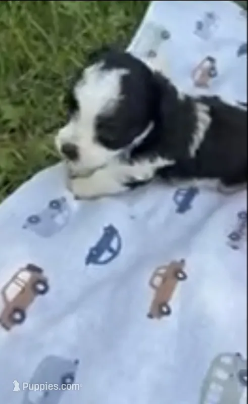 SPLASH OF WHITE HAVAPOO  – Yorkshire Terrier, Havapoo puppy for sale in Bowling Green, KY