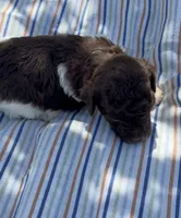 DARK CHOCOLATE PARTI, a male Schnoodle for sale in Bowling Green, KY – 8 of 10