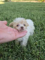 KELLY TEACUP POODLE, a female Poodle - Toy  for sale in Bowling Green, KY – 6 of 10