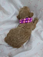 PARASOL LIGHT RED, a female Poodle - Miniature  for sale in Bowling Green, KY – Photo 5 of 8