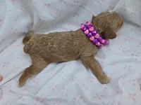 PARASOL LIGHT RED, a female Poodle - Miniature  for sale in Bowling Green, KY – Photo 2 of 8