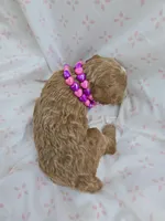 PARASOL LIGHT RED, a female Poodle - Miniature  for sale in Bowling Green, KY – Photo 6 of 8