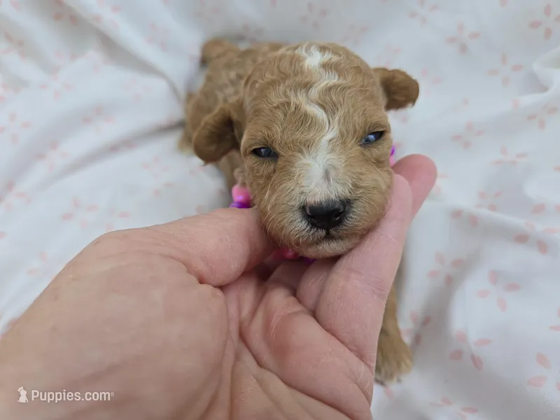 PARASOL LIGHT RED – Poodle - Miniature  puppy for sale in Bowling Green, KY