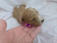 PARASOL LIGHT RED, a female Poodle - Miniature  for sale in Bowling Green, KY – Photo 3 of 8