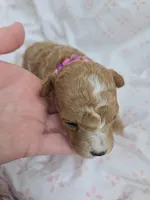 PARASOL LIGHT RED, a female Poodle - Miniature  for sale in Bowling Green, KY – Photo 4 of 8