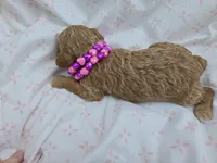 PARASOL LIGHT RED, a female Poodle - Miniature  for sale in Bowling Green, KY – Photo 7 of 8