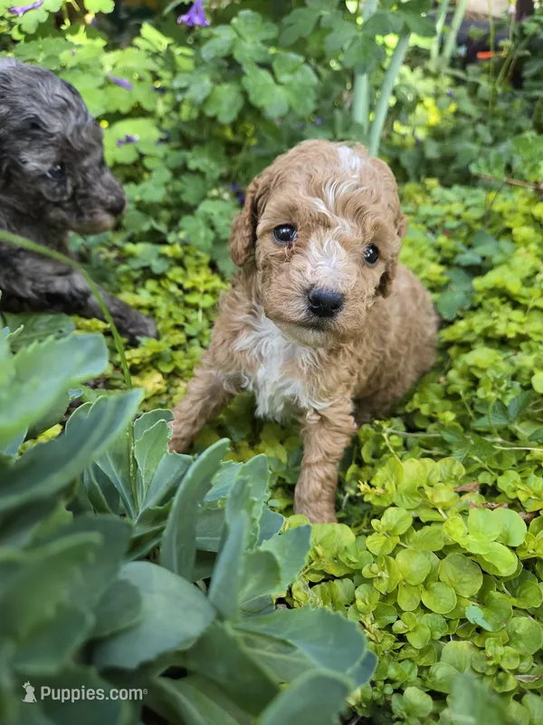PARASOL LIGHT RED – Poodle - Miniature  puppy for sale in Bowling Green, KY