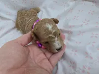 PARASOL LIGHT RED, a female Poodle - Miniature  for sale in Bowling Green, KY – Photo 8 of 8