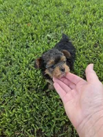 PRESLEY YORKIPOO BOY, a male Yorkipoo for sale in Bowling Green, KY – 5 of 8