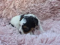 PIGEON YORKIPOO GIRL, a female Yorkipoo for sale in Bowling Green, KY – 4 of 10