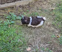 WRYN TOY SCHNOODLE GIRL, a female Schnoodle for sale in Bowling Green, KY – 2 of 10