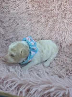 Padigan APRICOT MERLE, a female Poodle - Miniature  for sale in Bowling Green, KY – 1 of 10