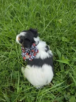 ABNER & BUBBLES TINY BOY, a male Morkie for sale in Bowling Green, KY – 6 of 10