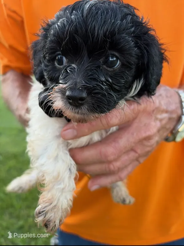 LITTLE SNIP HAVAPOO – Yorkshire Terrier, Havapoo puppy for sale in Bowling Green, KY