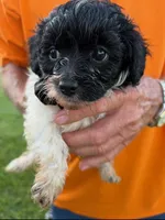 LITTLE SNIP HAVAPOO, a male Yorkshire Terrier and Havapoo for sale in Bowling Green, KY – 1 of 3
